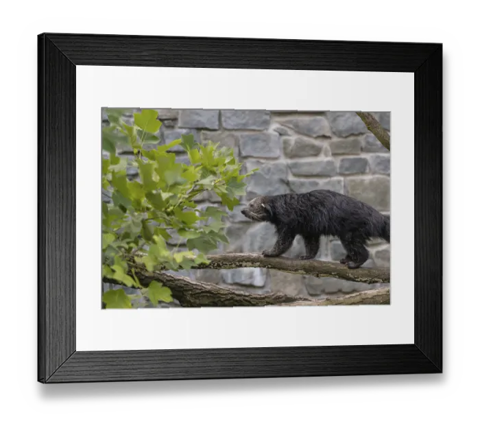 Framed Print : One binturong (Arctictis binturong)