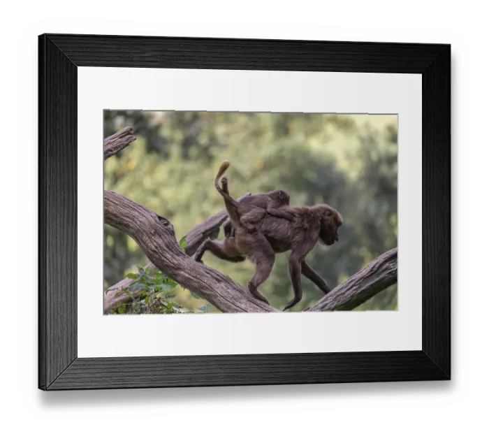 Framed Print : One female with one baby Gelada (Theropithecus gelada)