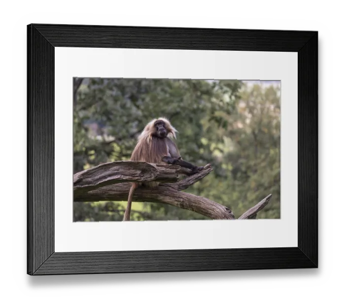 Framed Print : Portrait of an adult male Gelada (Theropithecus gelada)