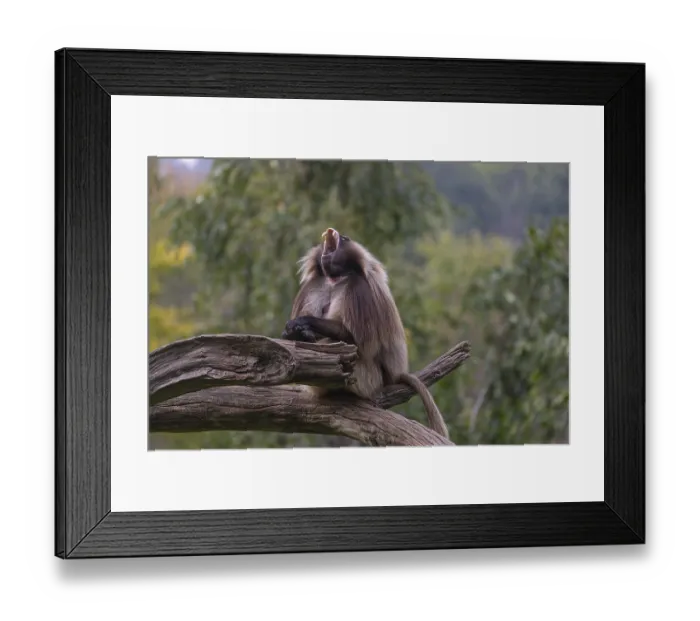Framed Print : Portrait of an adult male Gelada (Theropithecus gelada) Framed Print : Portrait of an adult male Gelada (Theropithecus gelada)