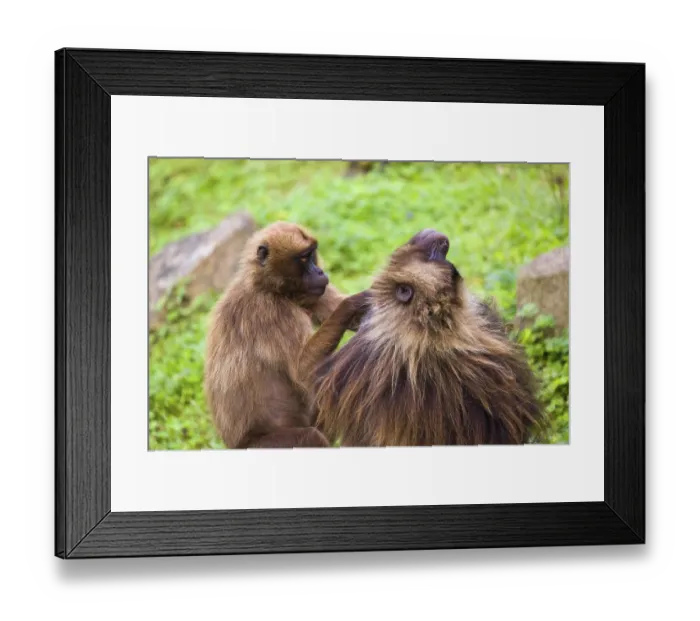 Framed Print : One female Gelada (Theropithecus gelada) Framed Print : One female Gelada (Theropithecus gelada)
