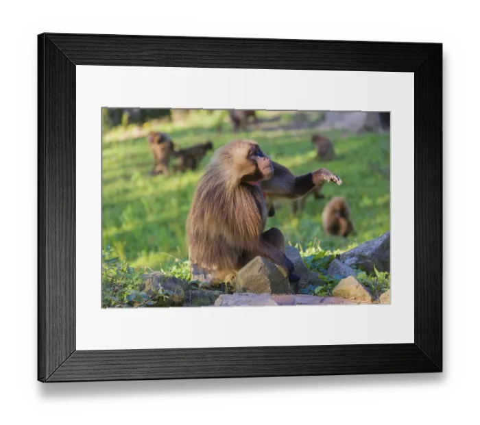Framed Print : Portrait of an adult male Gelada (Theropithecus gelada) Framed Print : Portrait of an adult male Gelada (Theropithecus gelada)