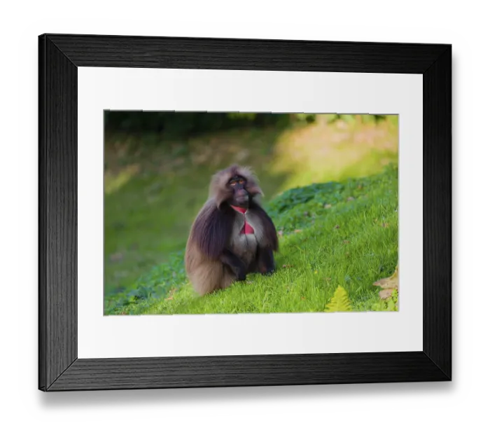 Framed Print : An adult male gelada (Theropithecus gelada) Framed Print : An adult male gelada (Theropithecus gelada)