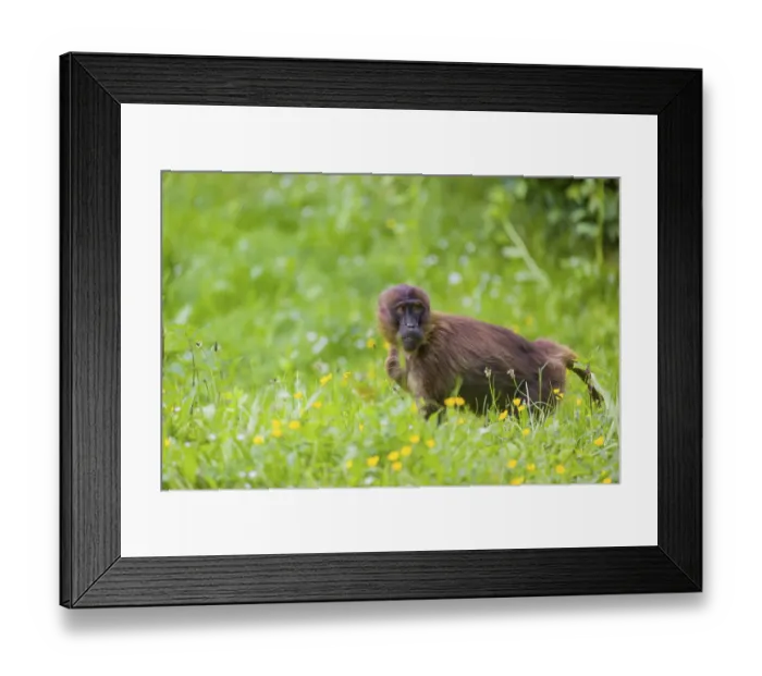 Framed Print : A young Gelada (Theropithecus gelada)