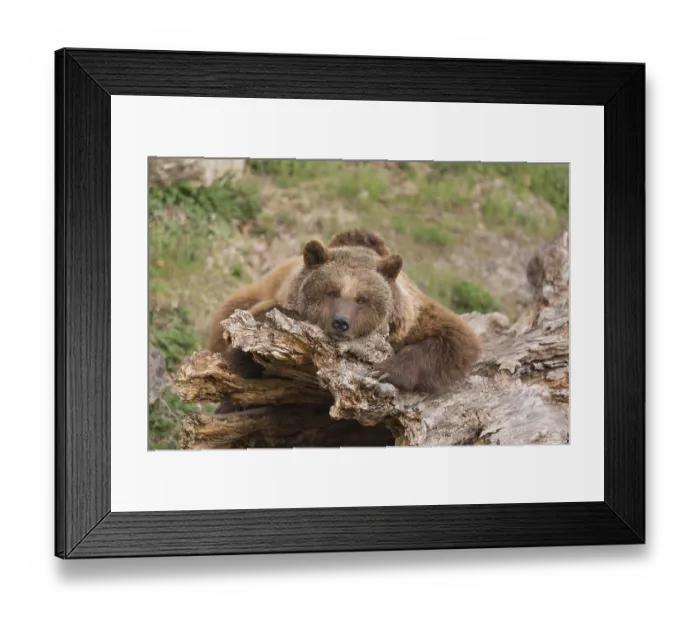 Framed Print : Eurasian brown bear (Ursus arctos arctos) resting on a log