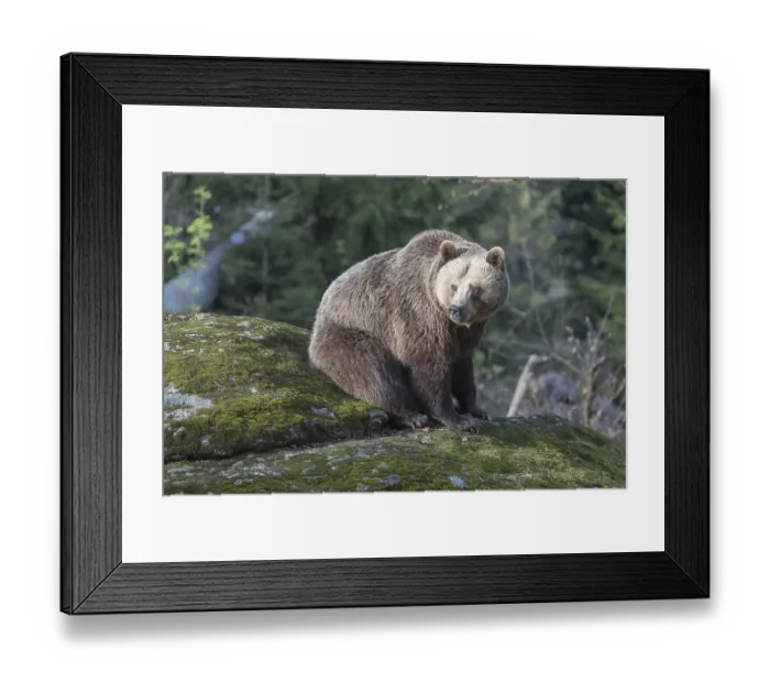 Framed Print : One female Eurasian brown bear (Ursus arctos arctos) resting on a mossy rock