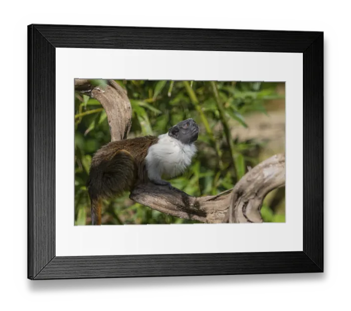 Framed Print : One pied tamarin (Saguinus bicolor) or Brazilian Bare-faced Tamarin