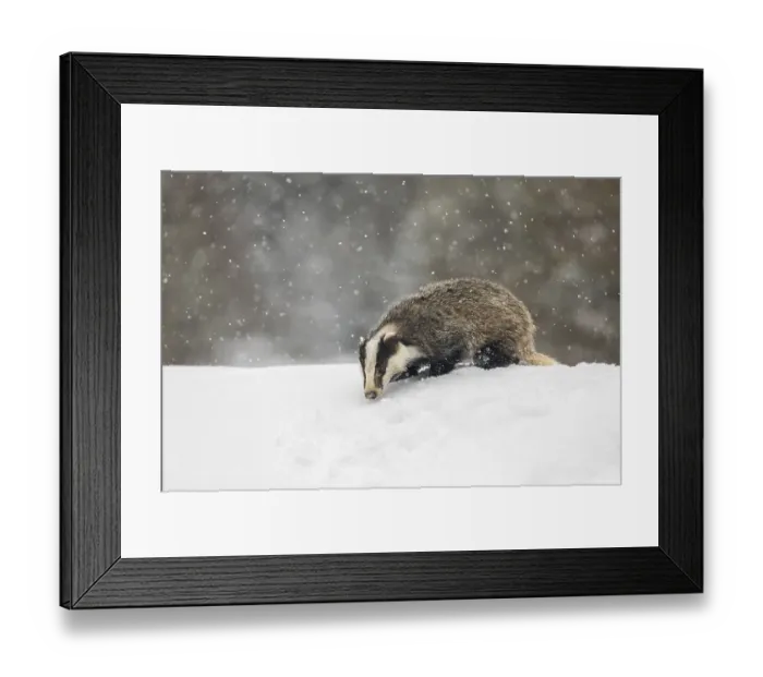 Framed Print : One young European badger (Meles meles) walking through deep snow during snow fall