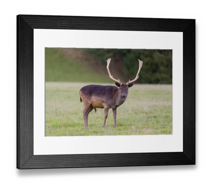Framed Print : One male fallow deer (Dama dama) stands on a meadow