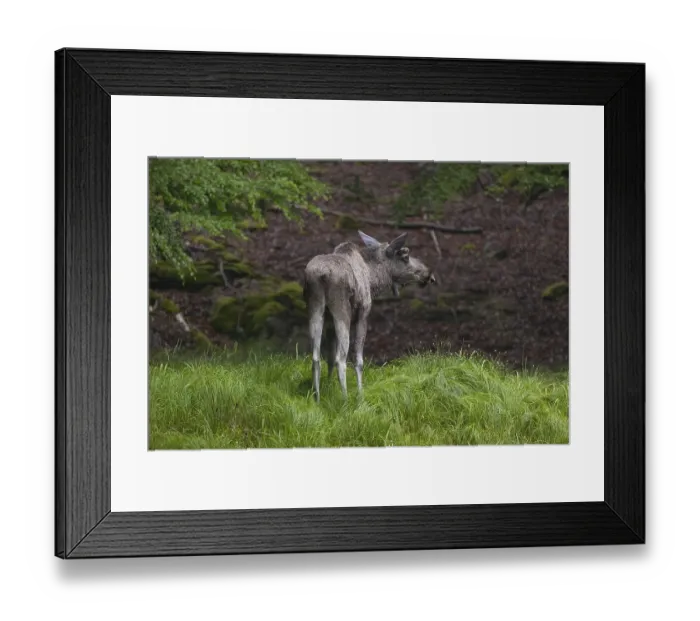 Framed Print : One adult male moose or elk, Alces alces