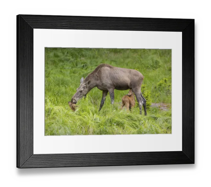 Framed Print : Two baby moose or elk. One of them getting suckled by their mother Framed Print : Two baby moose or elk. One of them getting suckled by their mother