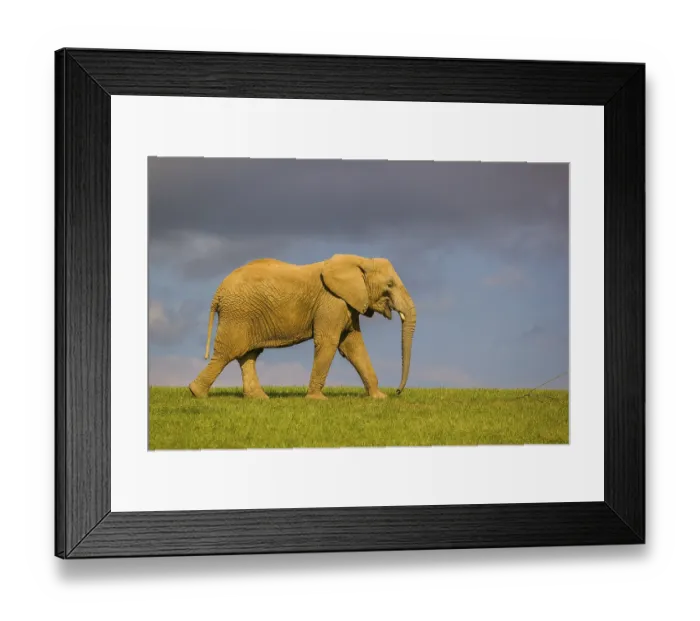 Framed Print : An adult female African elephant (Loxodonta africana) walks across a meadow in nice light Framed Print : An adult female African elephant (Loxodonta africana) walks across a meadow in nice light