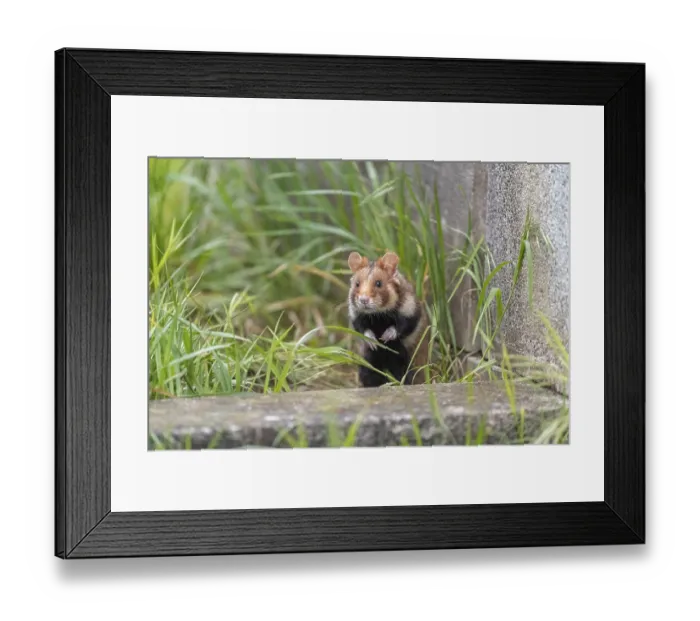 Framed Print : One European hamster (Cricetus cricetus)