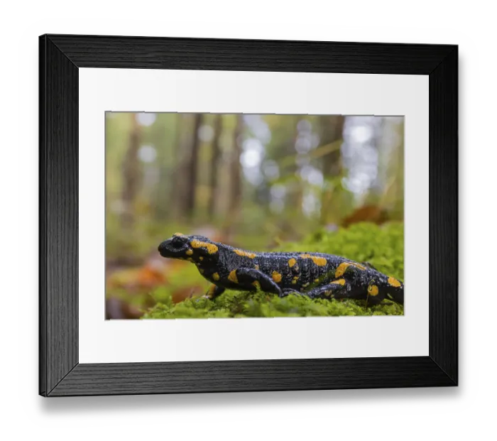 Framed Print : One fire salamander (Salamandra salamandra) walking over a mossy forest floor on a rainy day