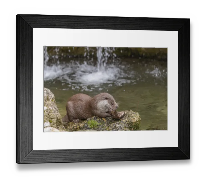 Framed Print : One Eurasian otter (Lutra lutra)