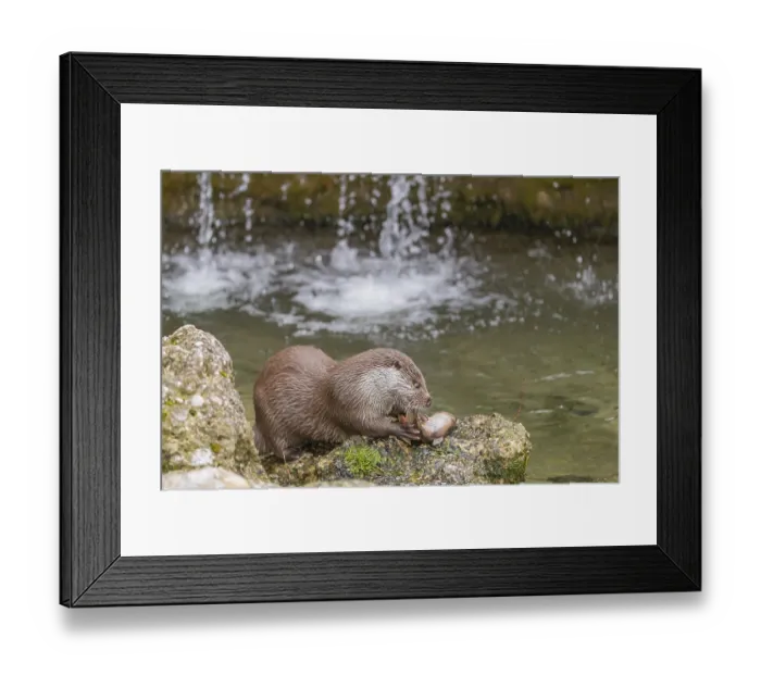 Framed Print : One Eurasian otter (Lutra lutra) Framed Print : One Eurasian otter (Lutra lutra)