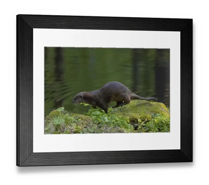 Framed Print : One Eurasian otter (Lutra lutra)