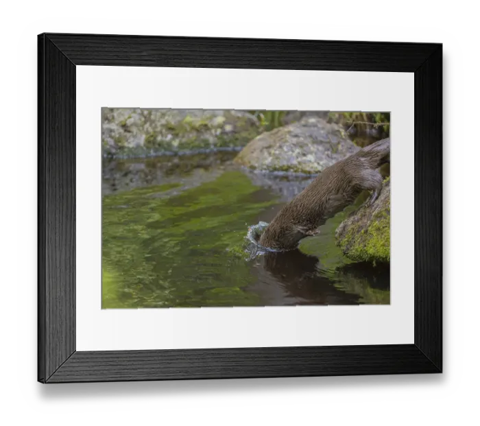 Framed Print : One Eurasian otter (Lutra lutra)