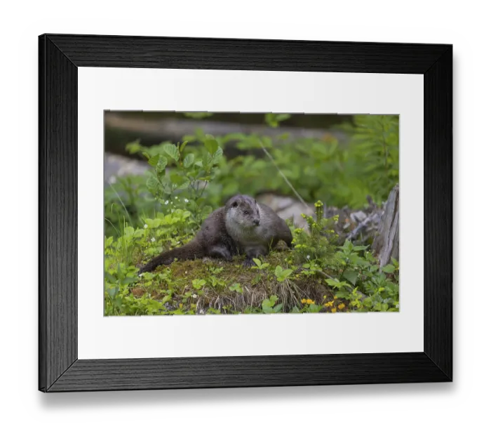 Framed Print : One Eurasian otter (Lutra lutra) Framed Print : One Eurasian otter (Lutra lutra)