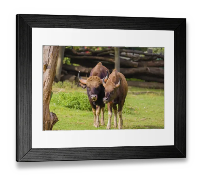 Framed Print : A male and a female Gaur (Bos gaurus gaurus) stand side by side on a green meadow Framed Print : A male and a female Gaur (Bos gaurus gaurus) stand side by side on a green meadow