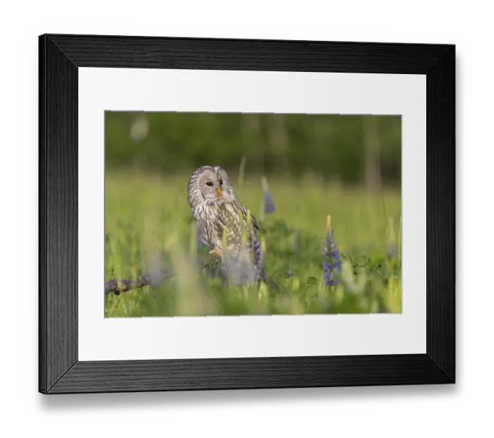 Framed Print : One Ural owl (Strix uralensis) sitting on a branch lying in a field of flowering lupines in late evening light Framed Print : One Ural owl (Strix uralensis) sitting on a branch lying in a field of flowering lupines in late evening light