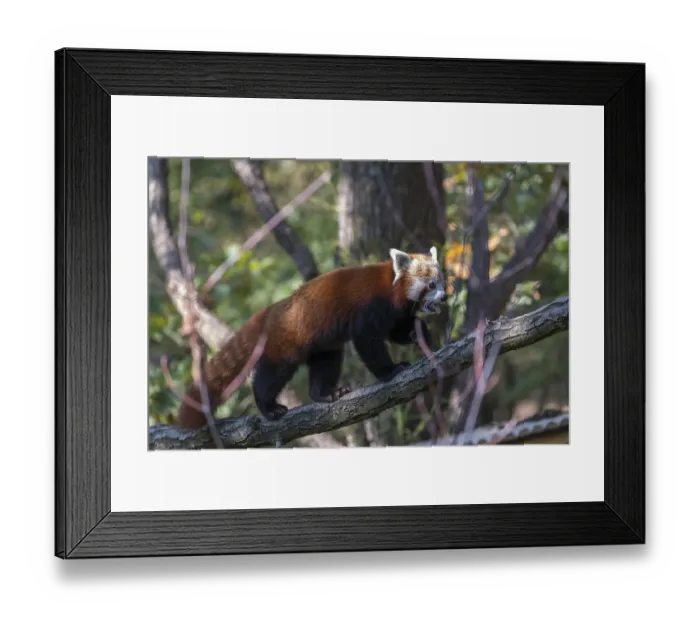 Framed Print : One red panda, Ailurus fulgens Framed Print : One red panda, Ailurus fulgens