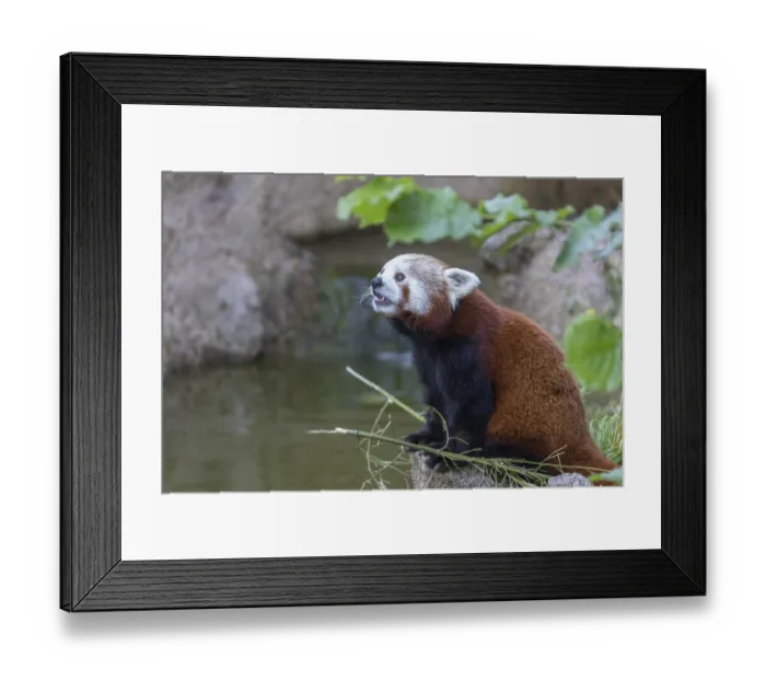 Framed Print : One red panda, Ailurus fulgens Framed Print : One red panda, Ailurus fulgens