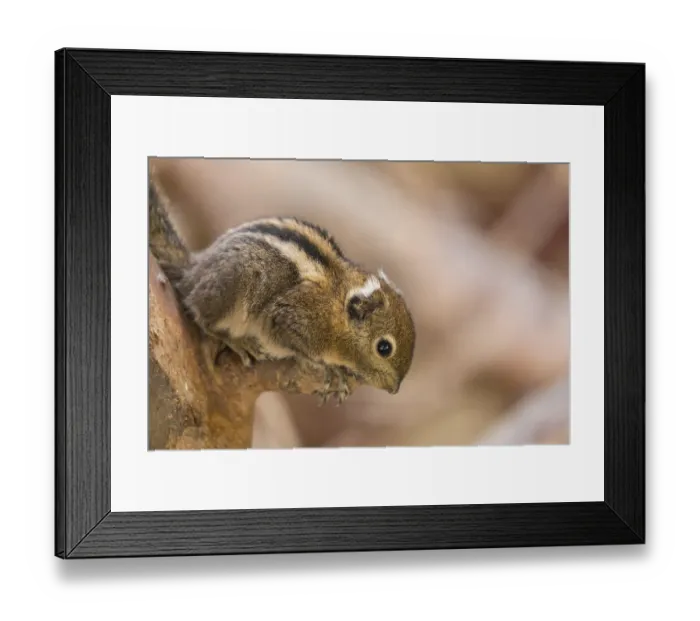 Framed Print : One Swinhoe's striped squirrel