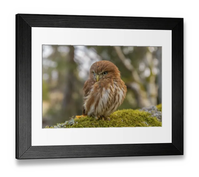 Framed Print : One East Brazilian pygmy owl (Glaucidium minutissimum)