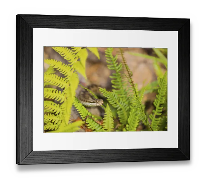 Framed Print : One Vipera berus, the common European adder or common European viper Framed Print : One Vipera berus, the common European adder or common European viper