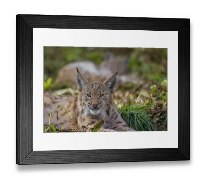Framed Print : Portrait of a young Eurasian lynx (Lynx lynx) lying on the forest floor