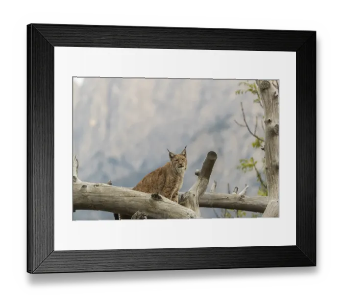Framed Print : One Eurasian lynx, (Lynx lynx)