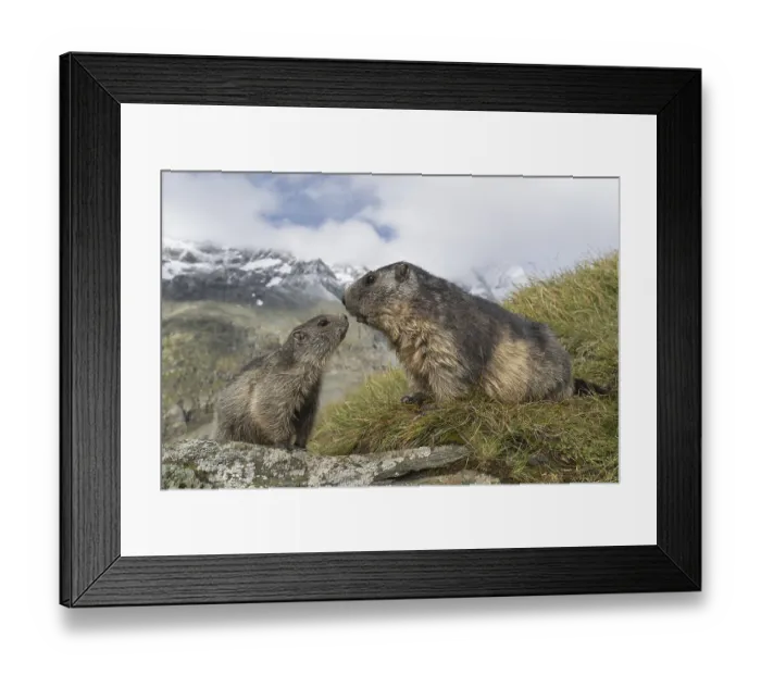 Framed Print : One adult Alpine Marmot, Marmota marmota