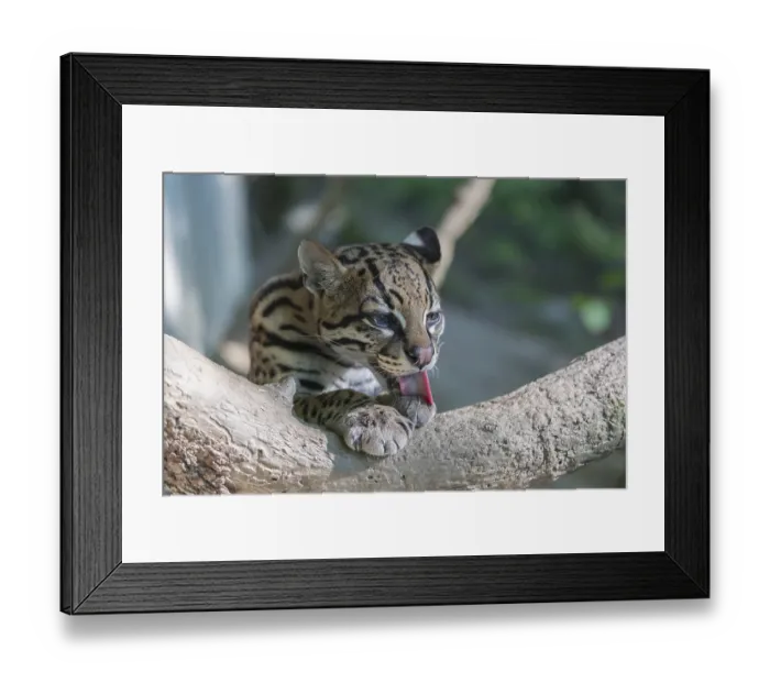 Framed Print : One Ozelot, Leopardus pardalis Framed Print : One Ozelot, Leopardus pardalis