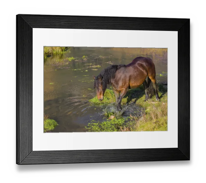 Framed Print : A heavy horse of mixed breed stands in the water of a small pond and enjoys its life on a sunny autumn day Framed Print : A heavy horse of mixed breed stands in the water of a small pond and enjoys its life on a sunny autumn day