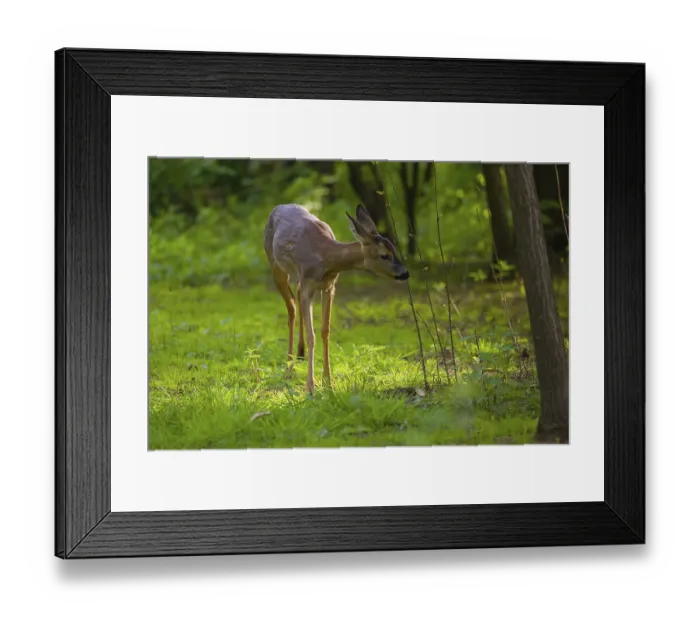 Framed Print : One young female Roe Deer, (Capreolus capreolus)
