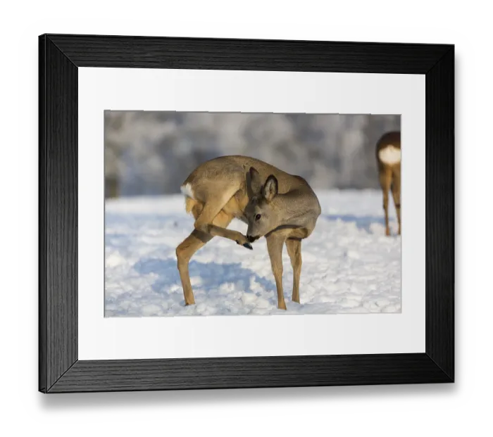 Framed Print : One female Roe Deer, (Capreolus capreolus)