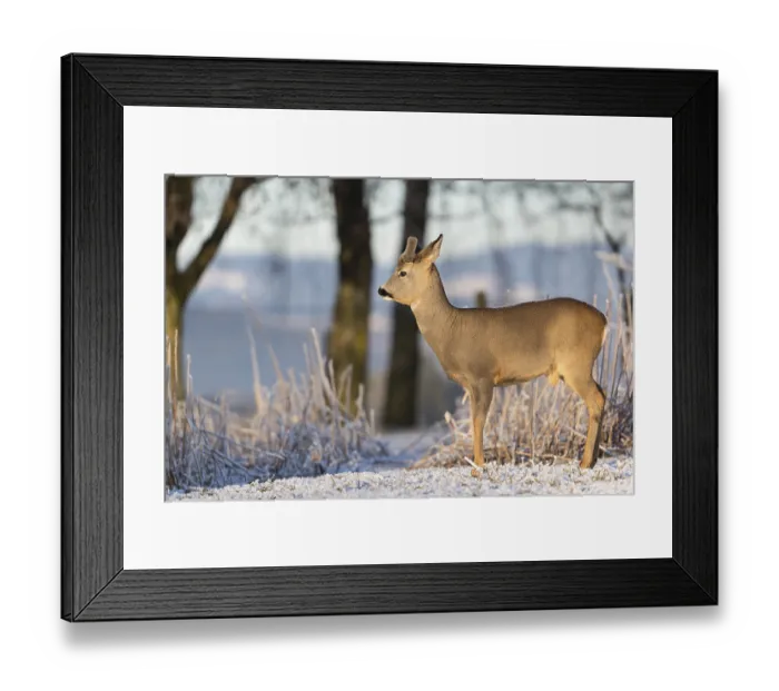 Framed Print : Roe deer standing in hoar frosted dead stinging nettle at minus 15 °C at sunrise