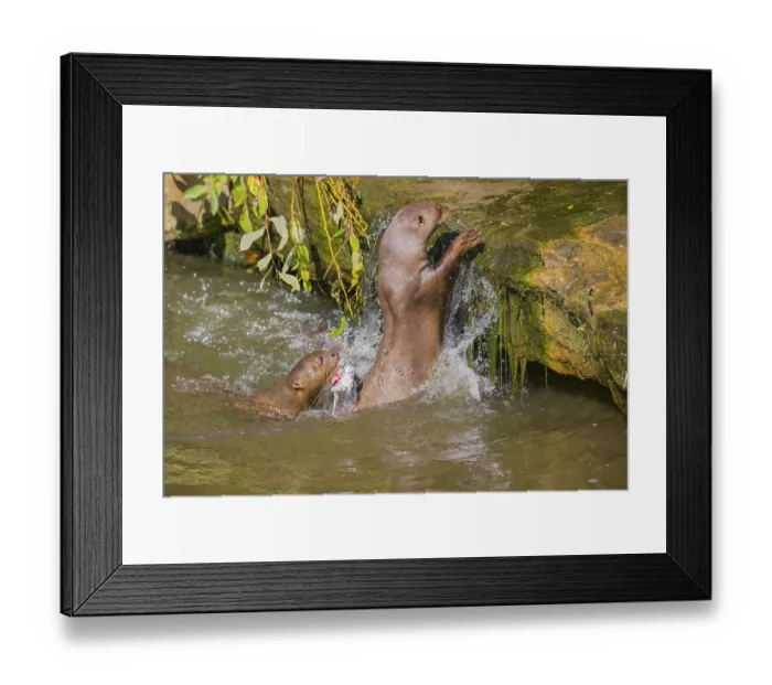 Framed Print : Three giant otter or giant river otter (Pteronura brasiliensis)