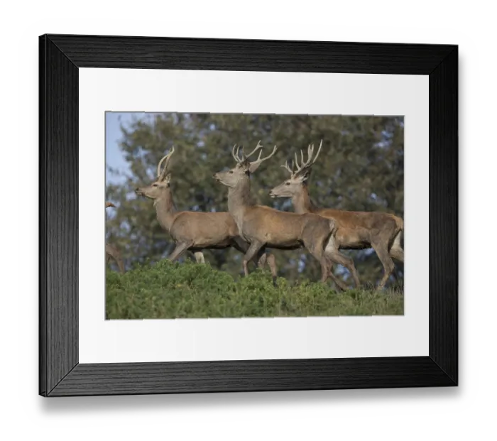 Framed Print : Group of red deer, young males Framed Print : Group of red deer, young males