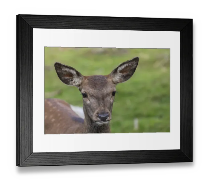 Framed Print : Portrait of a red deer fawn (Cervus elaphus) standing on a meadow