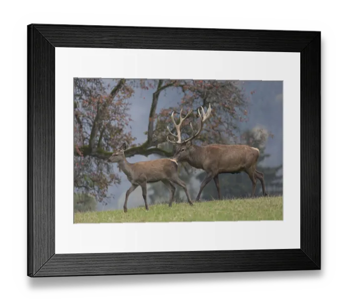 Framed Print : Red Deer buck and doe standing on a meadow in autumn