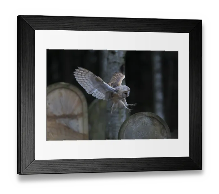 Framed Print : One barn owl (Tyto alba) flying on a historic graveyard in a forest between the gravestones Framed Print : One barn owl (Tyto alba) flying on a historic graveyard in a forest between the gravestones