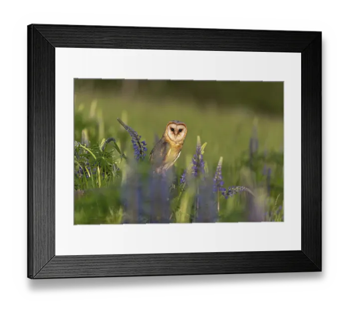 Framed Print : One barn owl (Tyto alba) sitting on a branch lying in a field of flowering lupines in late evening light Framed Print : One barn owl (Tyto alba) sitting on a branch lying in a field of flowering lupines in late evening light