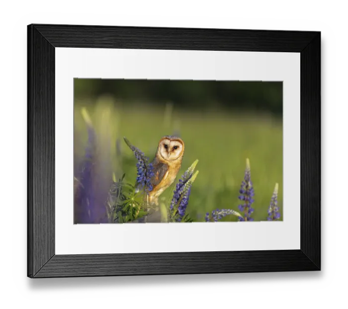 Framed Print : One barn owl (Tyto alba) sitting on a branch lying in a field of flowering lupines in late evening light Framed Print : One barn owl (Tyto alba) sitting on a branch lying in a field of flowering lupines in late evening light