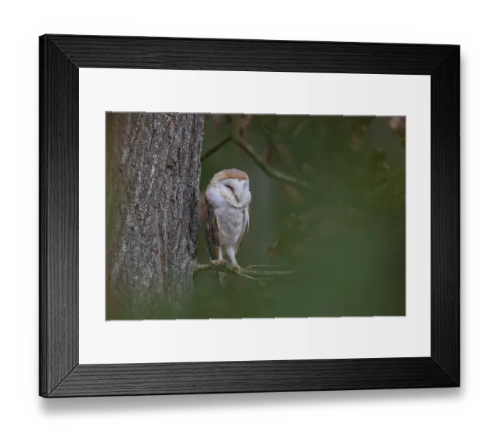 Framed Print : One barn owl (Tyto alba) sitting on a twig of a beech tree with some autumnal coloured leafs