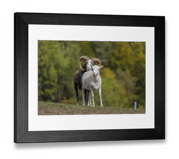 Framed Print : One male snow sheep (Ovis nivicola)