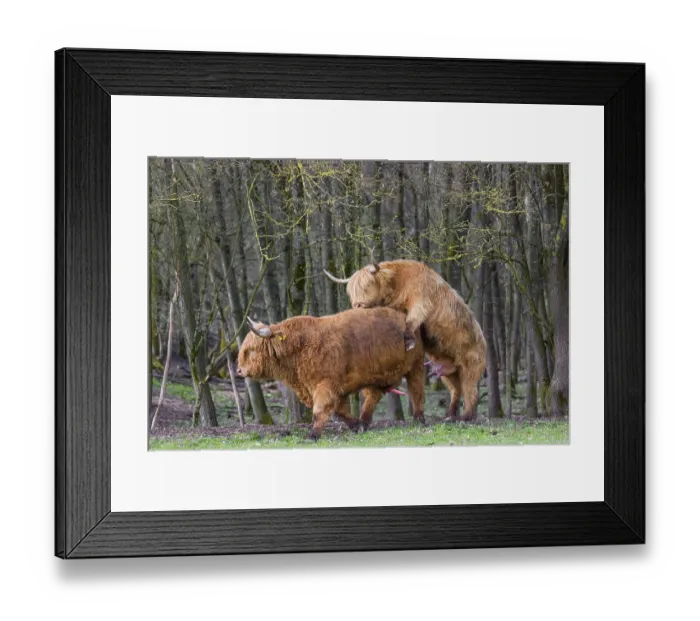 Framed Print : A Highland Cow (Bos (primigenius) in heat mounts a bull Framed Print : A Highland Cow (Bos (primigenius) in heat mounts a bull