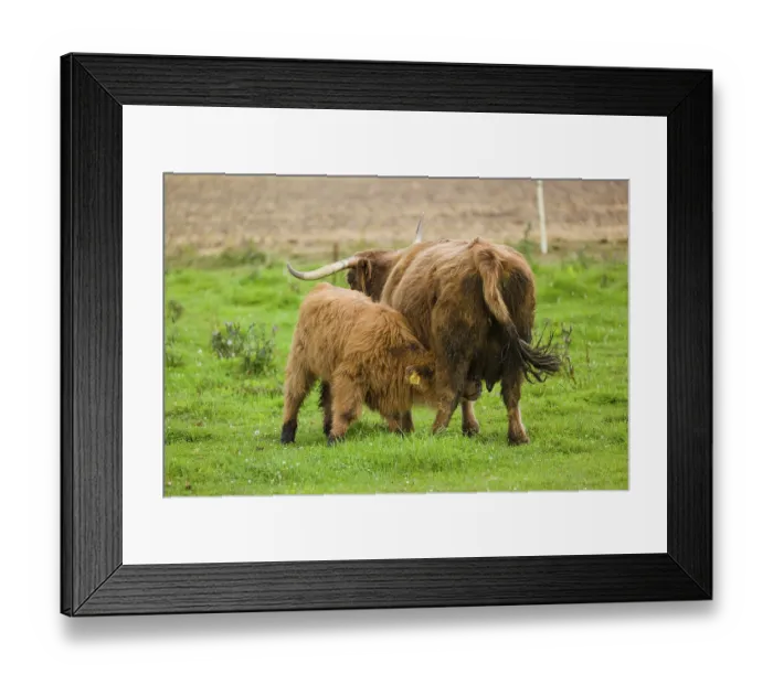 Framed Print : One Highland cow (Bos primigenius taurus) suckling her calf