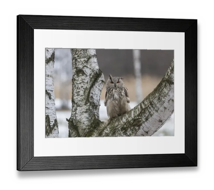 Framed Print : One Siberian Eagle Owl (Bubo bubo sibiricus) sitting on a branch of a birch tree Framed Print : One Siberian Eagle Owl (Bubo bubo sibiricus) sitting on a branch of a birch tree